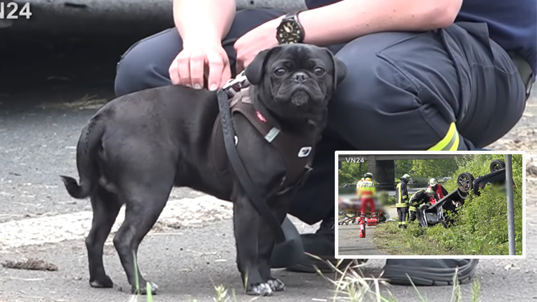 Τι κάνουν τα σκυλιά μετά από ατύχημα…